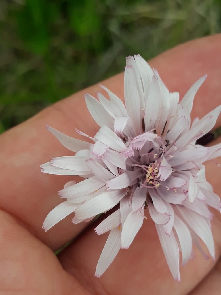Picrosia cabreriana, photographed by Edson Luis Fabro Gasperin