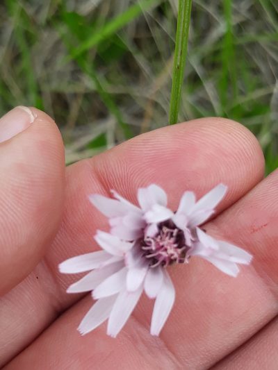 Picrosia cabreriana, photographed by Edson Luis Fabro Gasperin