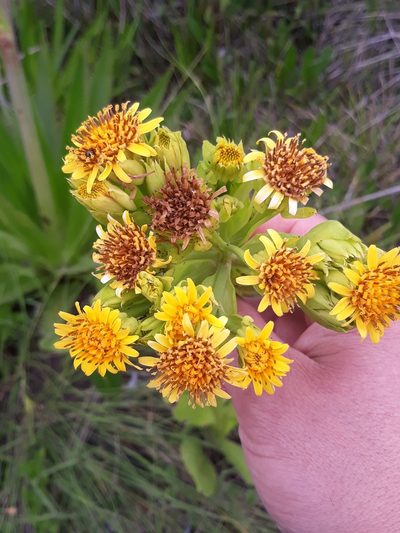 Trixis lessingii, photographed by Edson Luis Fabro Gasperin