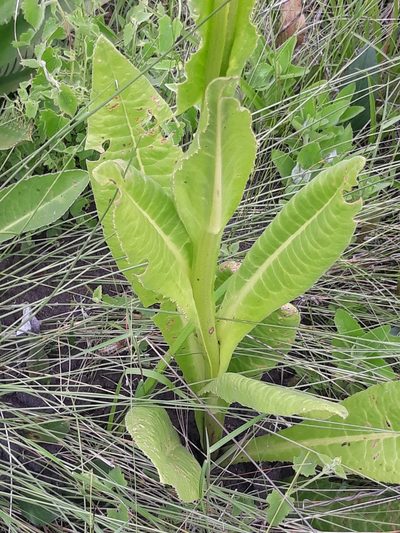 Trixis lessingii, photographed by Edson Luis Fabro Gasperin
