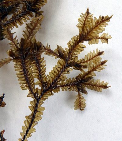 Plagiochila trispicata, photographed by Peter de Lange