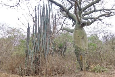Pilosocereus lanuginosus, photographed by Thibaud Aronson