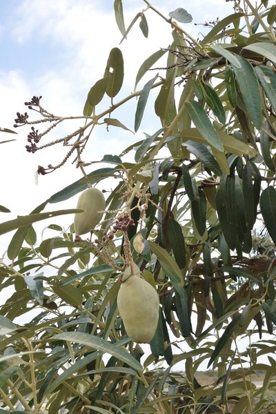 Morisonia scabrida, photographed by Thibaud Aronson