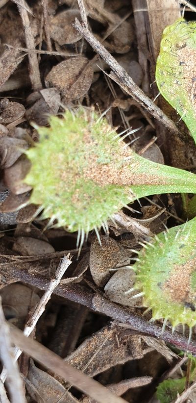 Drosera schmutzii, photographed by Andrew Thornhill