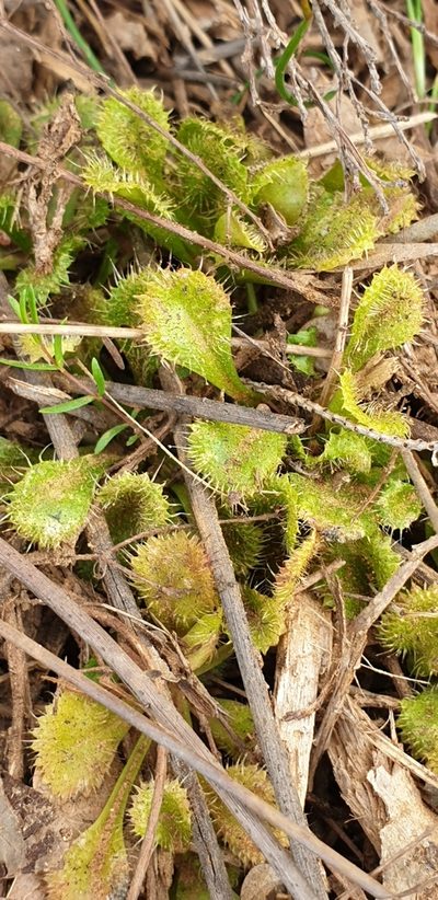 Drosera schmutzii, photographed by Andrew Thornhill