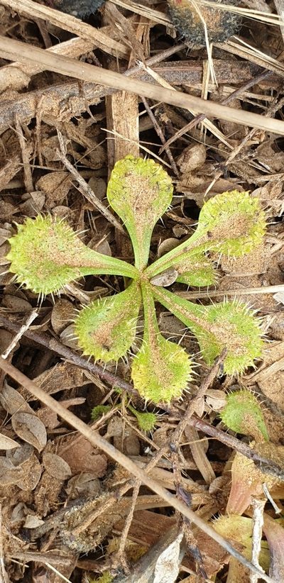 Drosera schmutzii, photographed by Andrew Thornhill