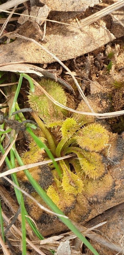 Drosera schmutzii, photographed by Andrew Thornhill