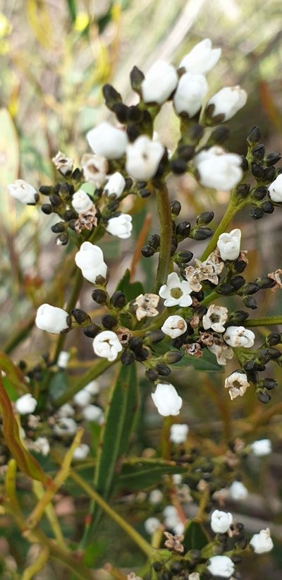Logania ovata, photographed by Andrew Thornhill