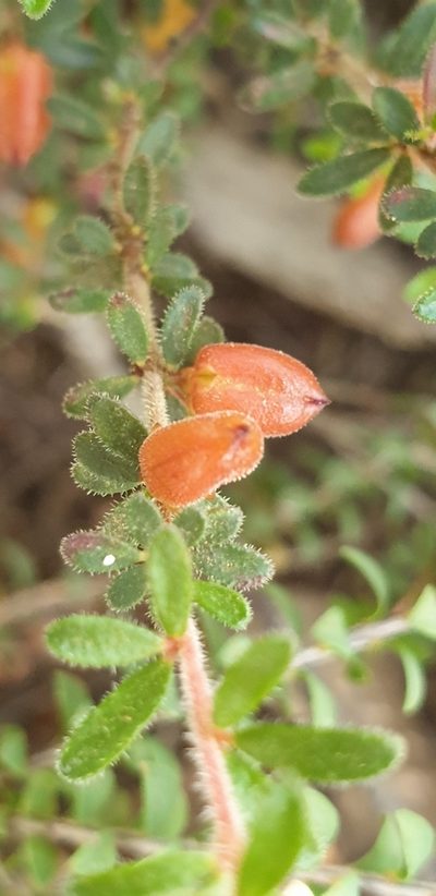 Micrantheum demissum, photographed by Andrew Thornhill