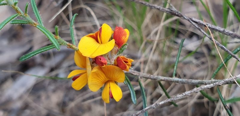 Pultenaea laxiflora, photographed by Andrew Thornhill