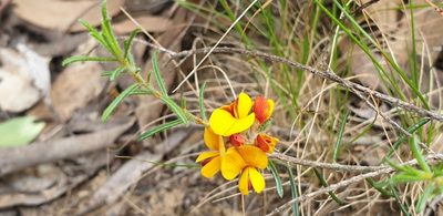 Pultenaea laxiflora, photographed by Andrew Thornhill