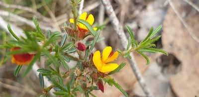 Pultenaea laxiflora, photographed by Andrew Thornhill