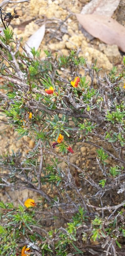 Pultenaea laxiflora, photographed by Andrew Thornhill