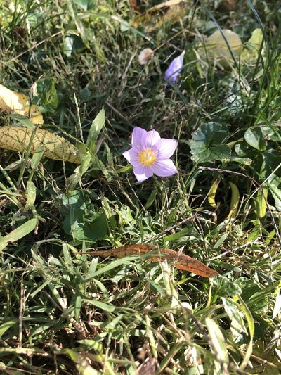 Crocus kotschyanus, photographed by Nicole Castañeda