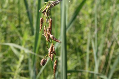Schoenoplectus heterochaetus, photographed by Derek