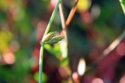 Schoenoplectiella hallii, photographed by Derek