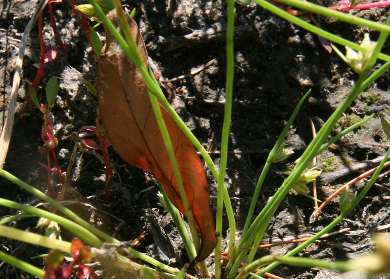 Schoenoplectiella hallii, photographed by Derek
