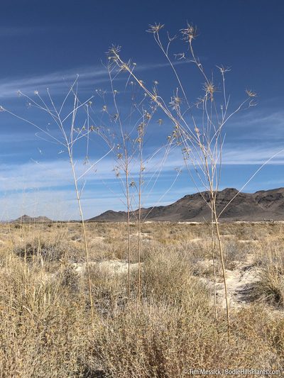 Thelypodium integrifolium, photographed by Tim Messick