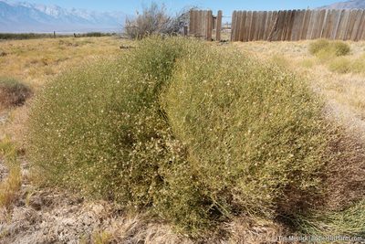 Leucosyris carnosa, photographed by Tim Messick