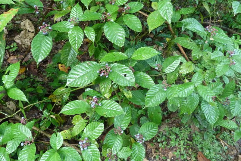 Palicourea acuminata, photographed by Colin Meurk
