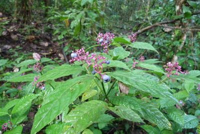 Palicourea acuminata, photographed by Colin Meurk