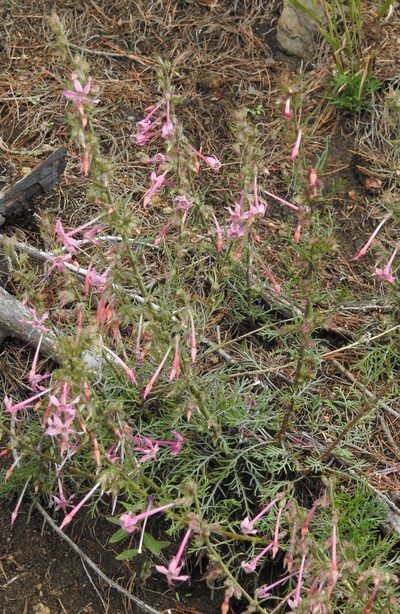 Ipomopsis macrosiphon, photographed by Laura Gaudette
