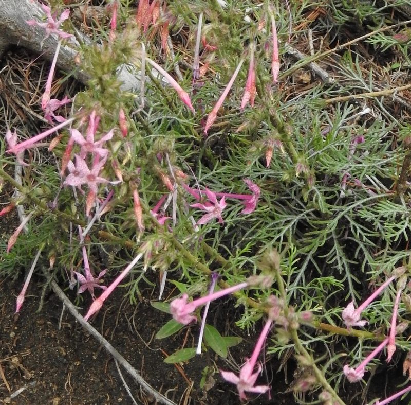 Ipomopsis macrosiphon, photographed by Laura Gaudette