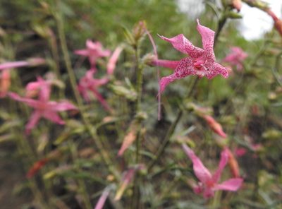 Ipomopsis macrosiphon, photographed by Laura Gaudette
