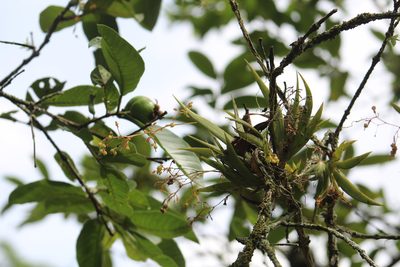 Trizeuxis falcata, photographed by GERMAN LEONEL SARMIENTO CRUZ