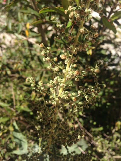 Euphrosyne dealbata, photographed by Oscar C. González Martínez