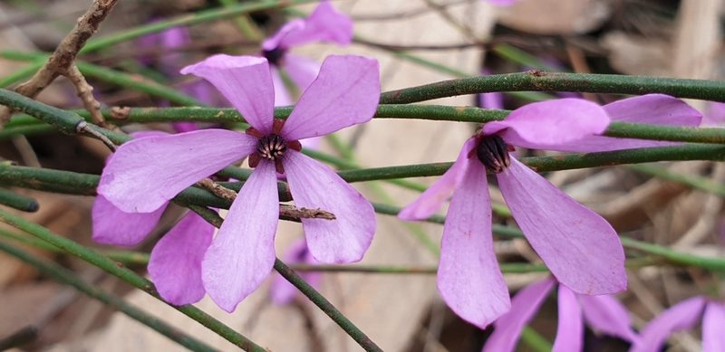 Tetratheca halmaturina, photographed by Andrew Thornhill