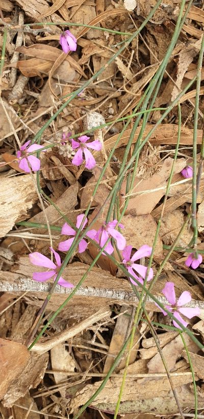 Tetratheca halmaturina, photographed by Andrew Thornhill