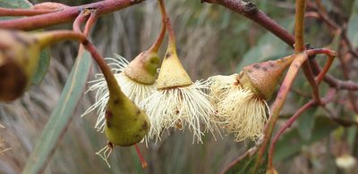 Eucalyptus leucoxylon, photographed by Andrew Thornhill