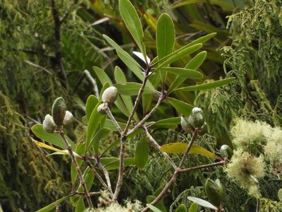 Pittosporum kirkii, photographed by Emily Roberts