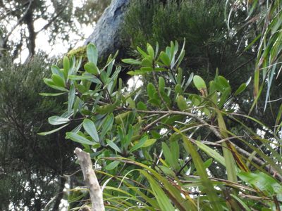Pittosporum kirkii, photographed by Emily Roberts