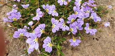 Scaevola aemula, photographed by Andrew Thornhill