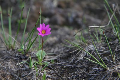 Primula cuneifolia, photographed by Dmitry Kulakov