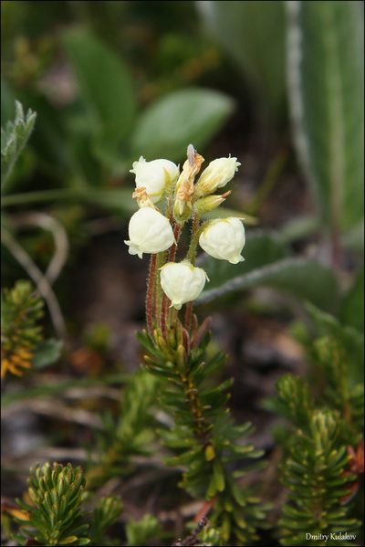 Phyllodoce aleutica, photographed by Dmitry Kulakov