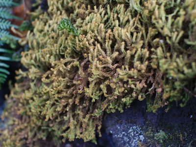 Chandonanthus squarrosus, photographed by Paul Bell-Butler