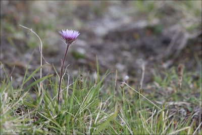 Erigeron thunbergii, photographed by Dmitry Kulakov