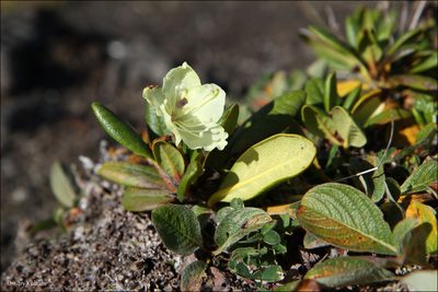 Rhododendron aureum, photographed by Dmitry Kulakov