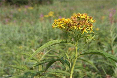 Jacobaea cannabifolia, photographed by Dmitry Kulakov