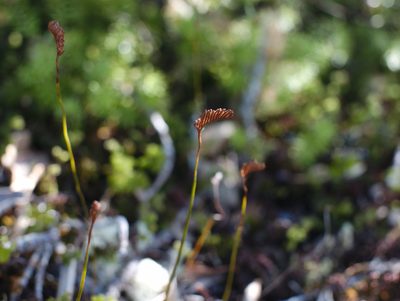 Microschizaea fistulosa, photographed by Paul Bell-Butler