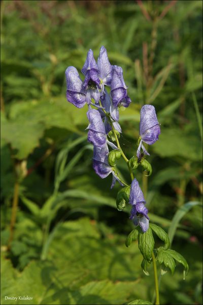 Aconitum fischeri, photographed by Dmitry Kulakov