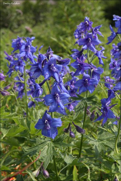 Delphinium brachycentrum, photographed by Dmitry Kulakov
