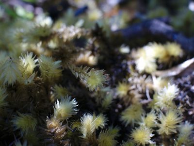 Pulchrinodus inflatus, photographed by Paul Bell-Butler