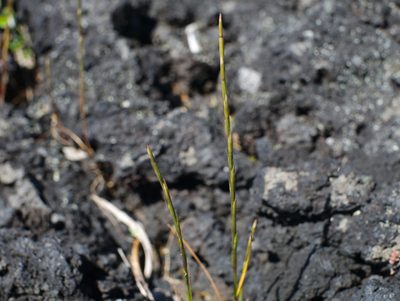 Lolium rigidum, photographed by Paul Bell-Butler
