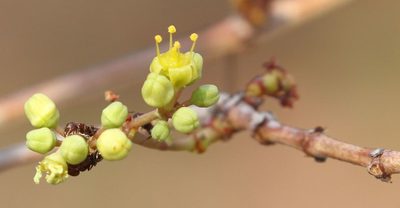 Cissus cornifolia, photographed by Alan Manson