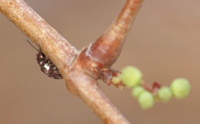 Cissus cornifolia, photographed by Alan Manson