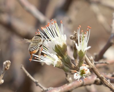 Combretum mossambicense, photographed by Alan Manson